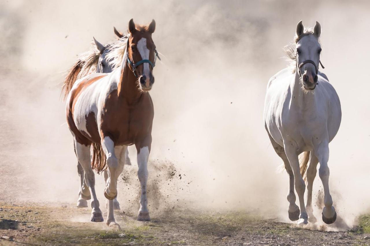 Ranchhouse Smoker- Westernstable - Horse エルターライン エクステリア 写真